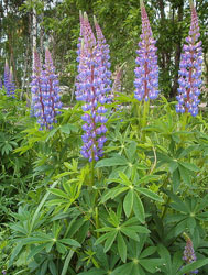 Vielblättrige Lupine