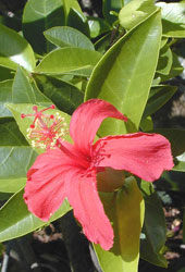 Hibiskus