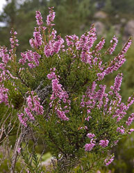 Besenheide