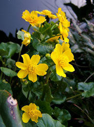 Sumpfdotterblume