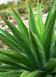 Agave