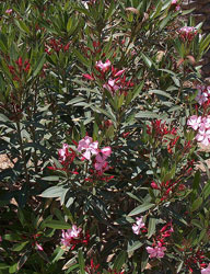 Oleander