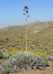 Agave