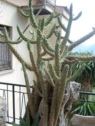 Austrocylindropuntia cylindrica