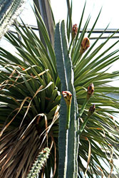 Cereus Hexagonus